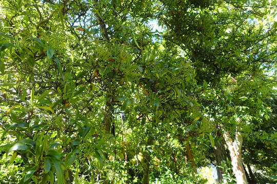 Image de Pyracantha crenulata (D. Don) M. Roemer