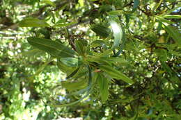 Image de Pyracantha crenulata (D. Don) M. Roemer