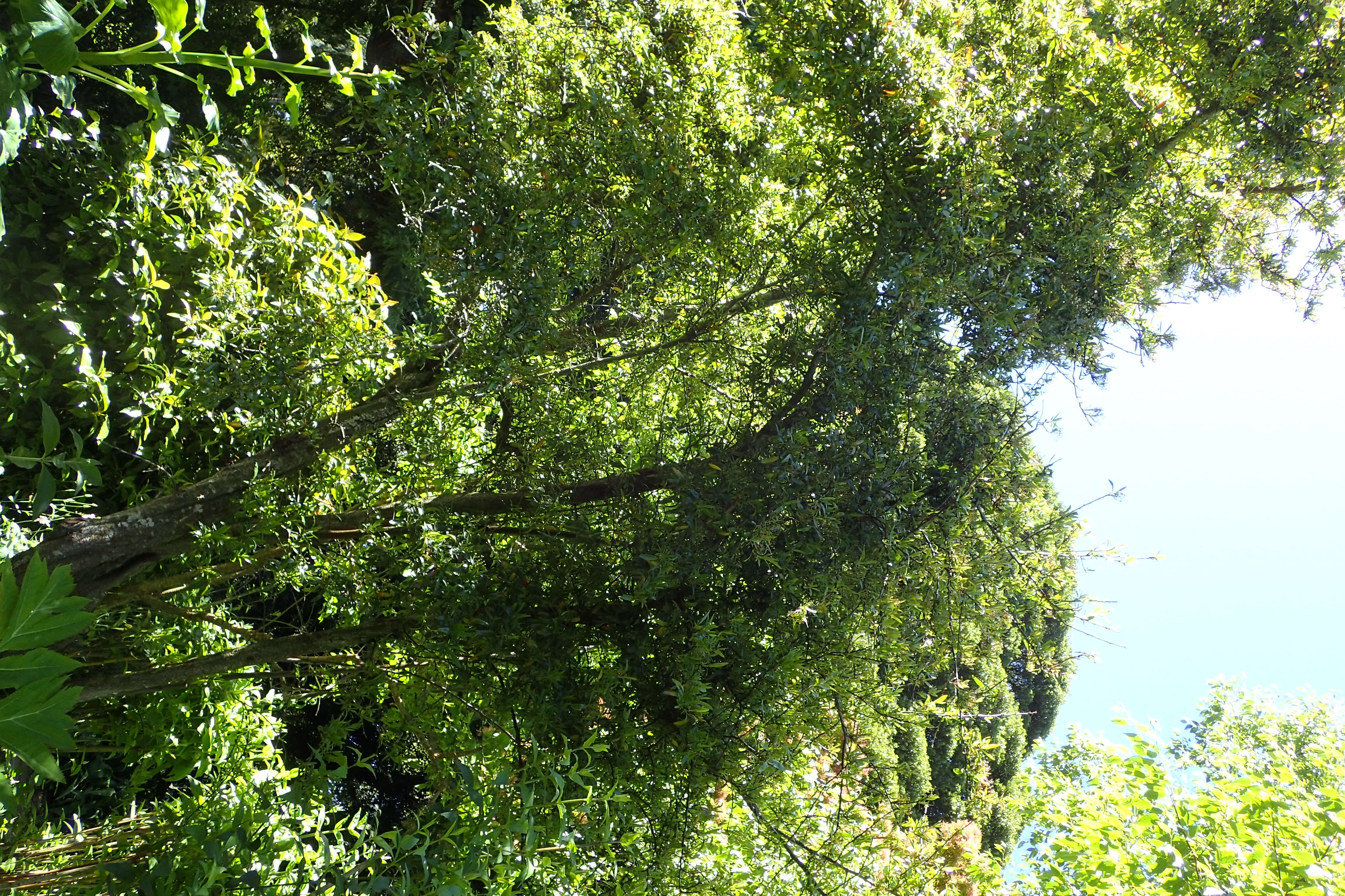 Image de Pyracantha crenulata (D. Don) M. Roemer