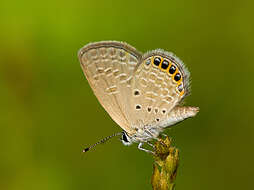 Image of Oriental Grass Jewel