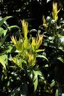 Plancia ëd Sarcococca ruscifolia Stapf