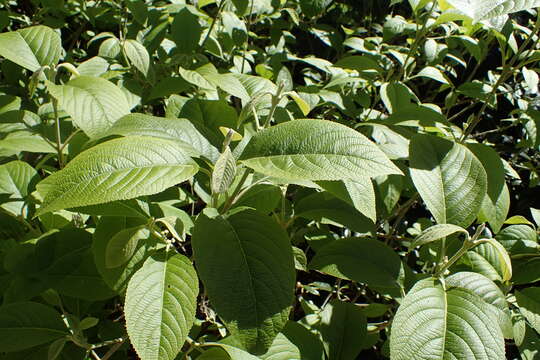 Image of Bodinier's beautyberry