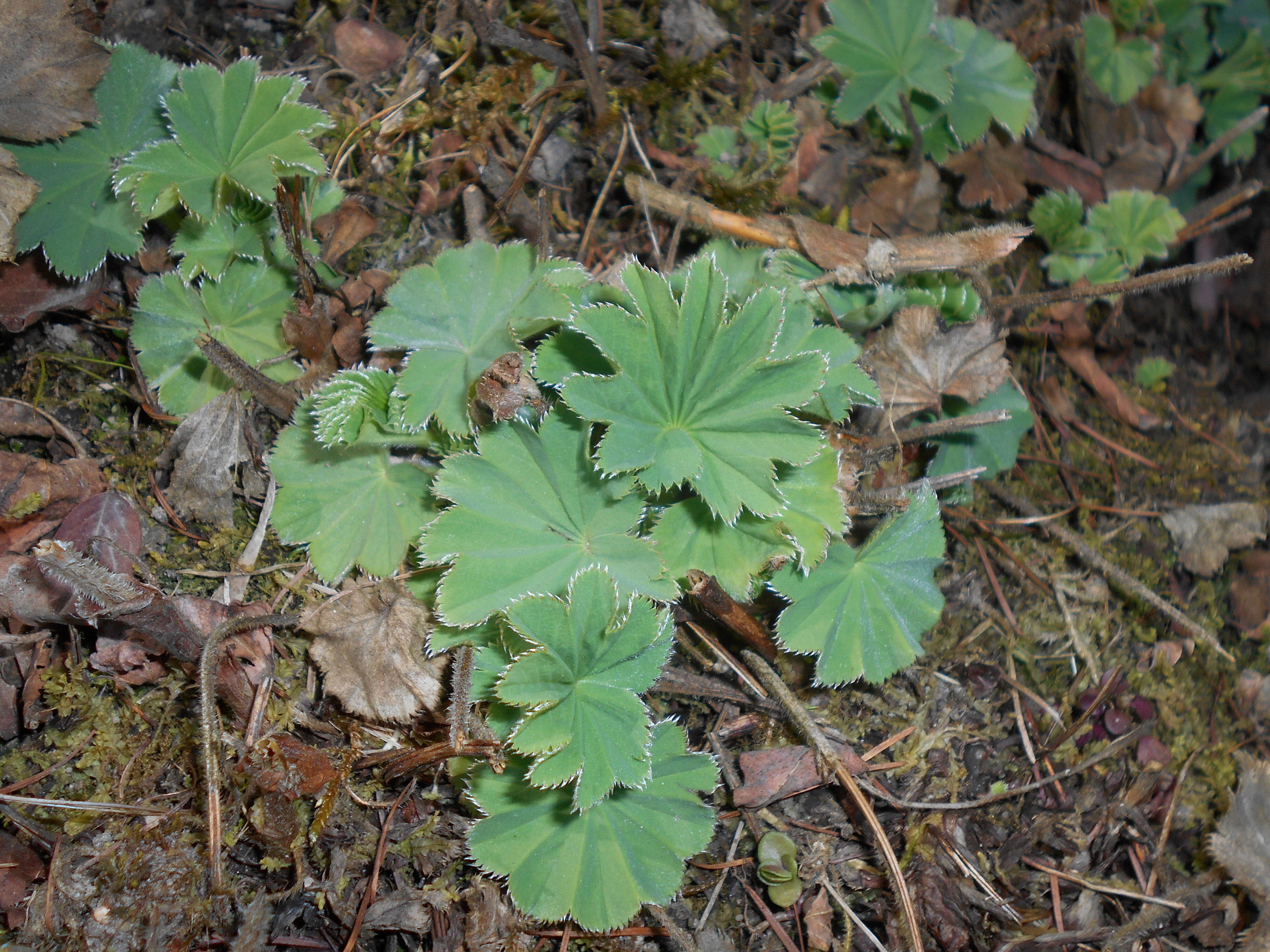 Image of Lady's Mantle