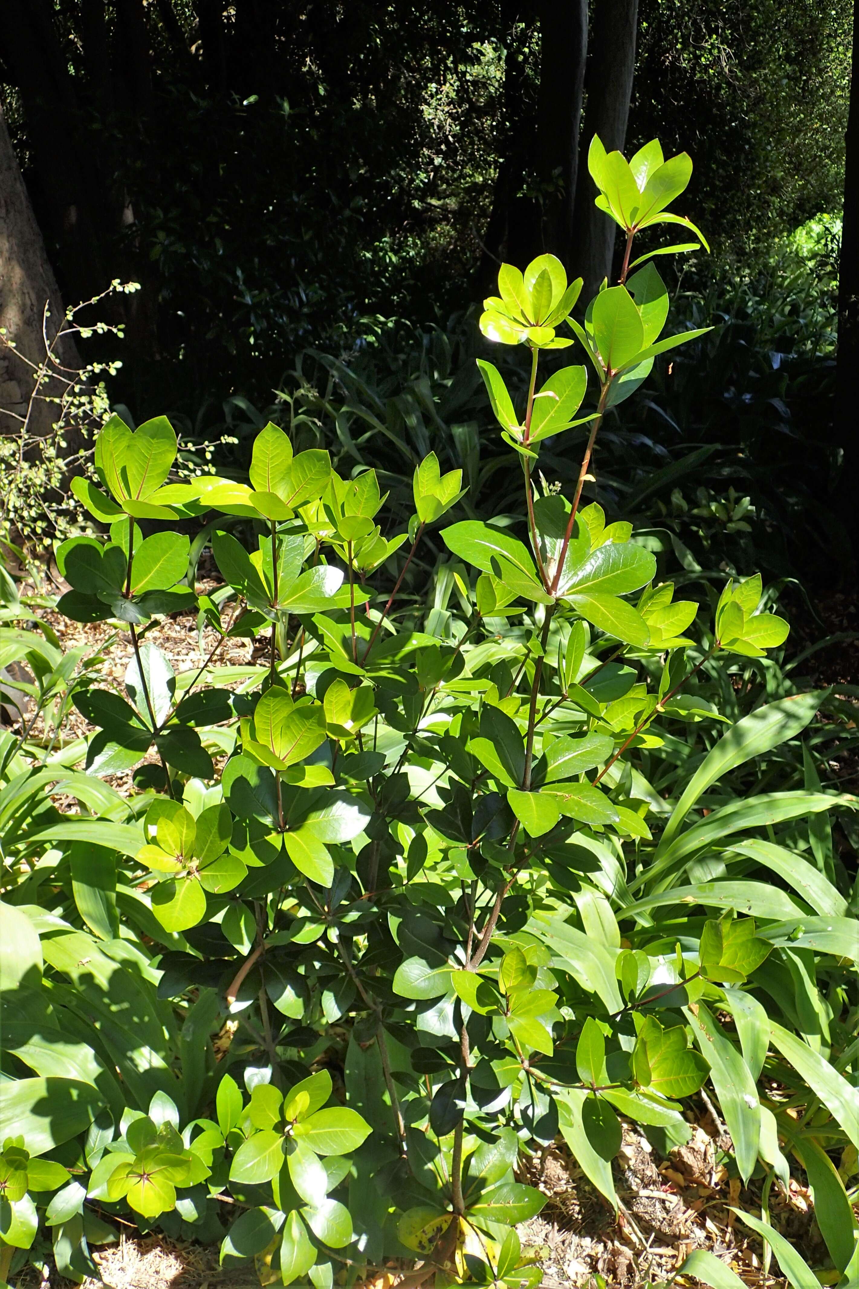 Sivun Pittosporum cornifolium A. Cunn. kuva