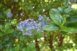 Image of Carmel ceanothus