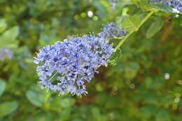 Image of Carmel ceanothus