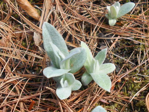 Imagem de Anaphalis margaritacea (L.) Benth.