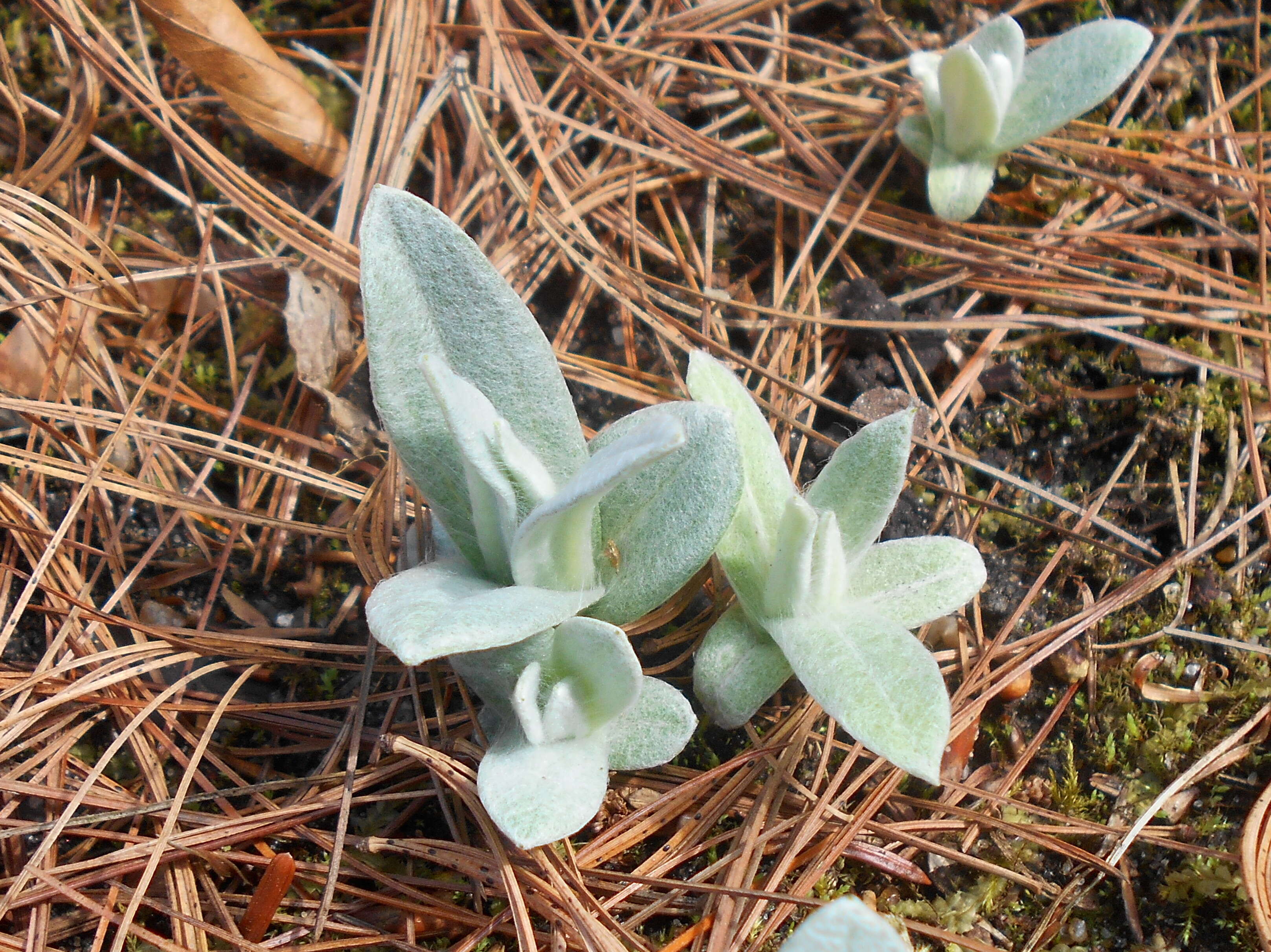 Imagem de Anaphalis margaritacea (L.) Benth.