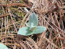 Imagem de Anaphalis margaritacea (L.) Benth.