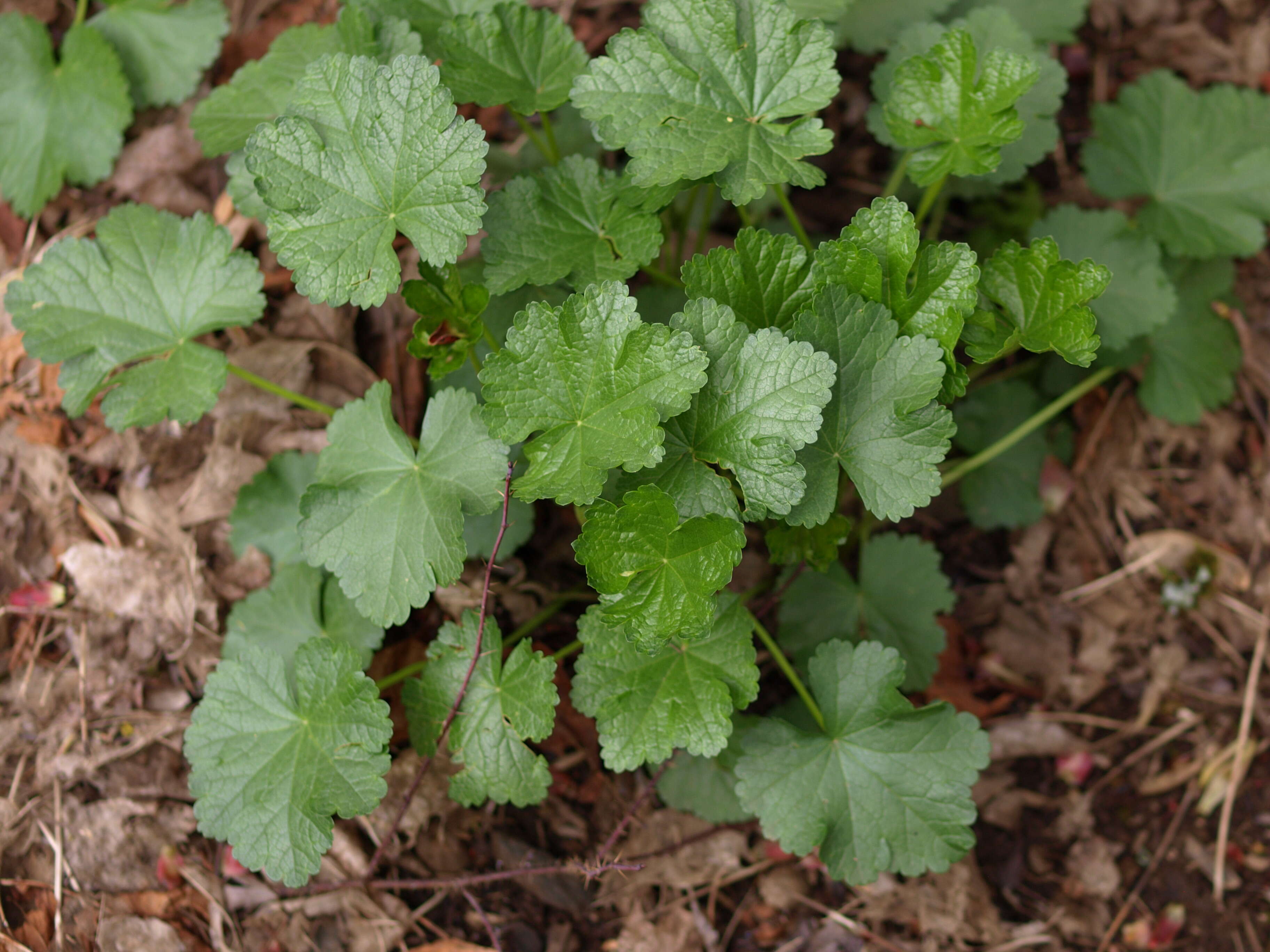 Image of meadow checkerbloom