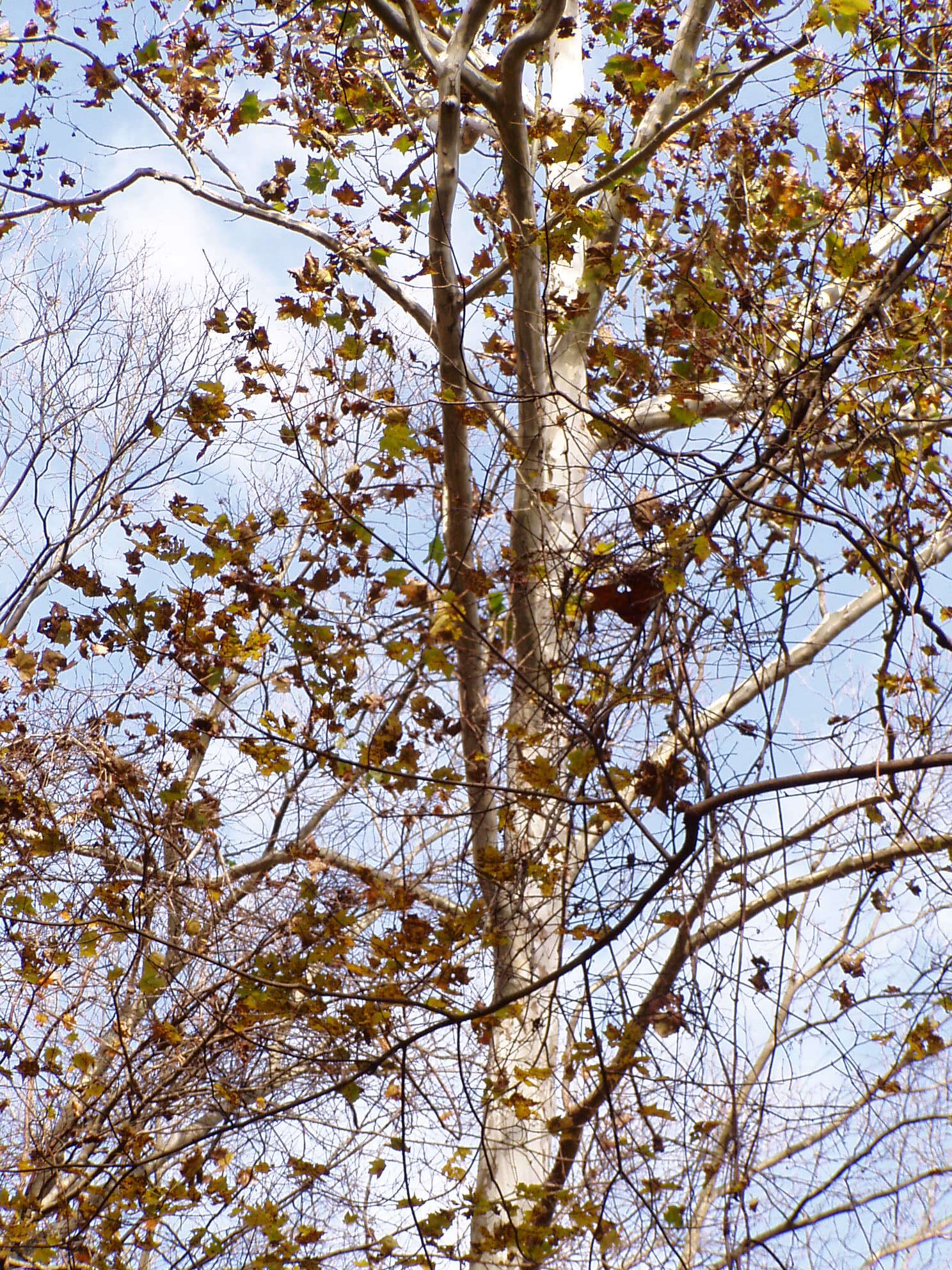 Imagem de Platanus occidentalis L.