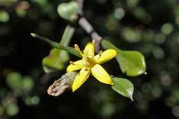 Image de Corokia cotoneaster Raoul