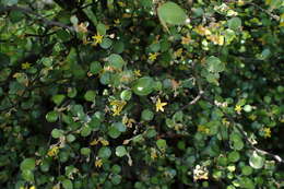 Image of Corokia cotoneaster Raoul