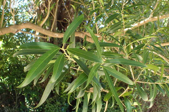 Image of Nestegis lanceolata (Hook. fil.) L. A. S. Johnson