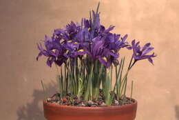 Image of Iris reticulata M. Bieb.