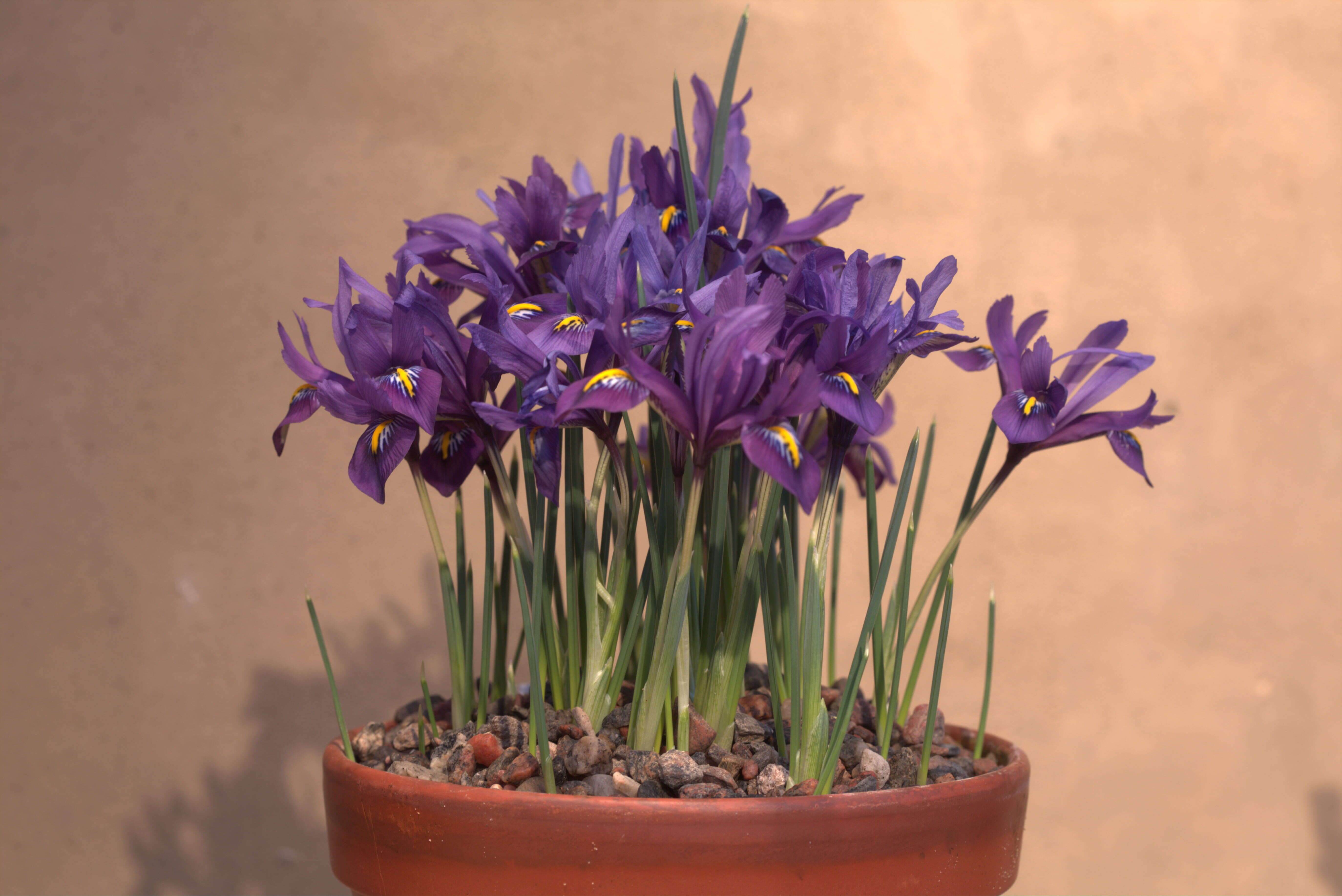 Image of Iris reticulata M. Bieb.