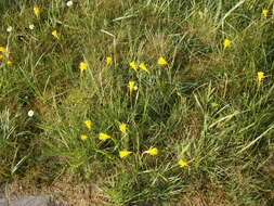 Image of petticoat daffodil