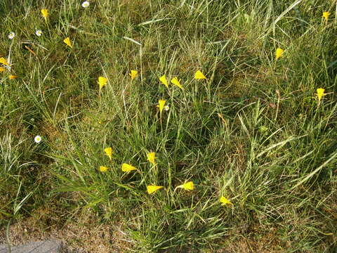 Narcissus bulbocodium L. resmi