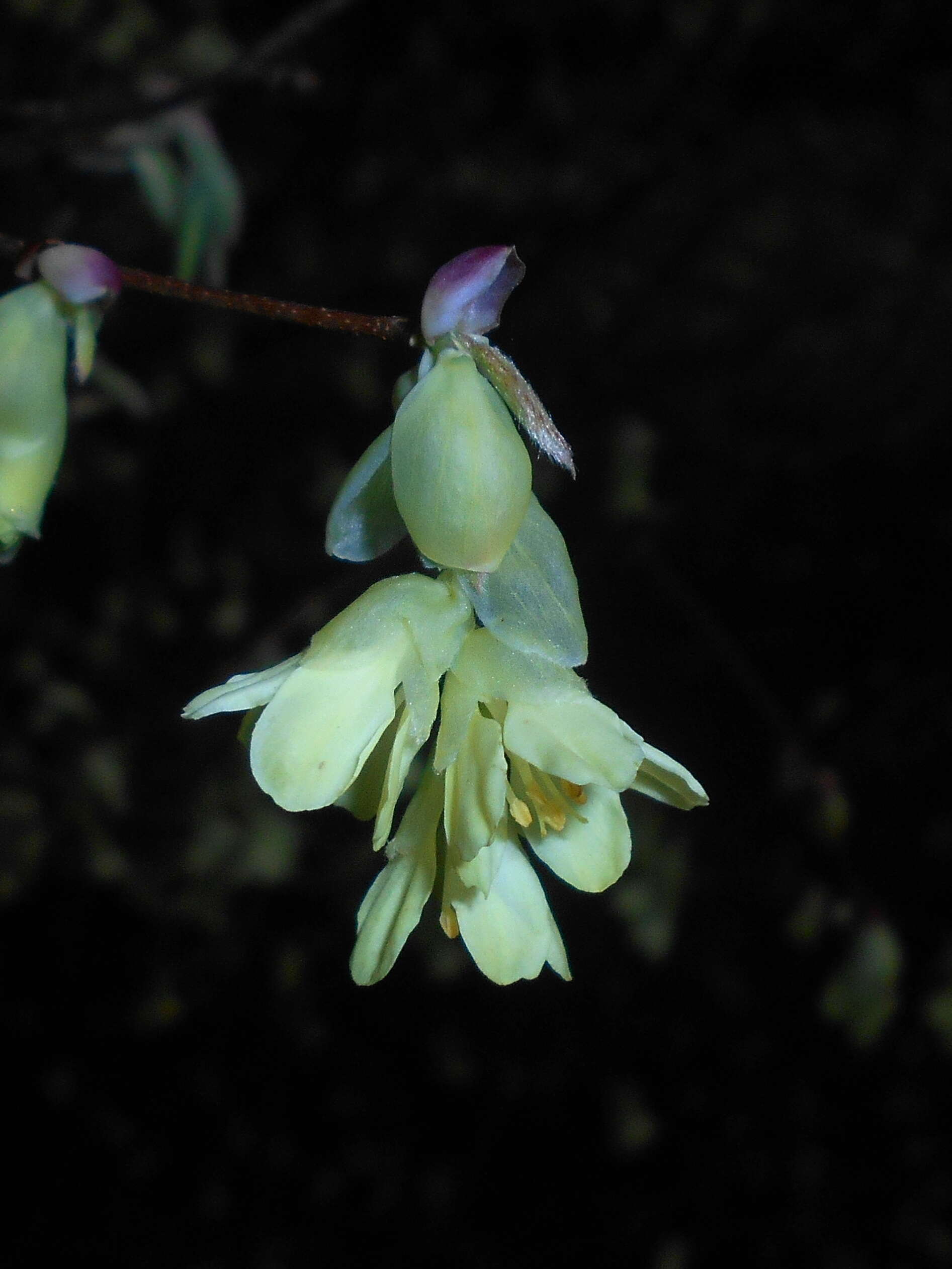 Image of Buttercup winter-hazel