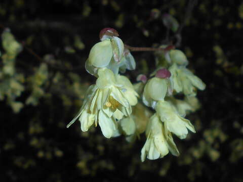 Image of Buttercup winter-hazel