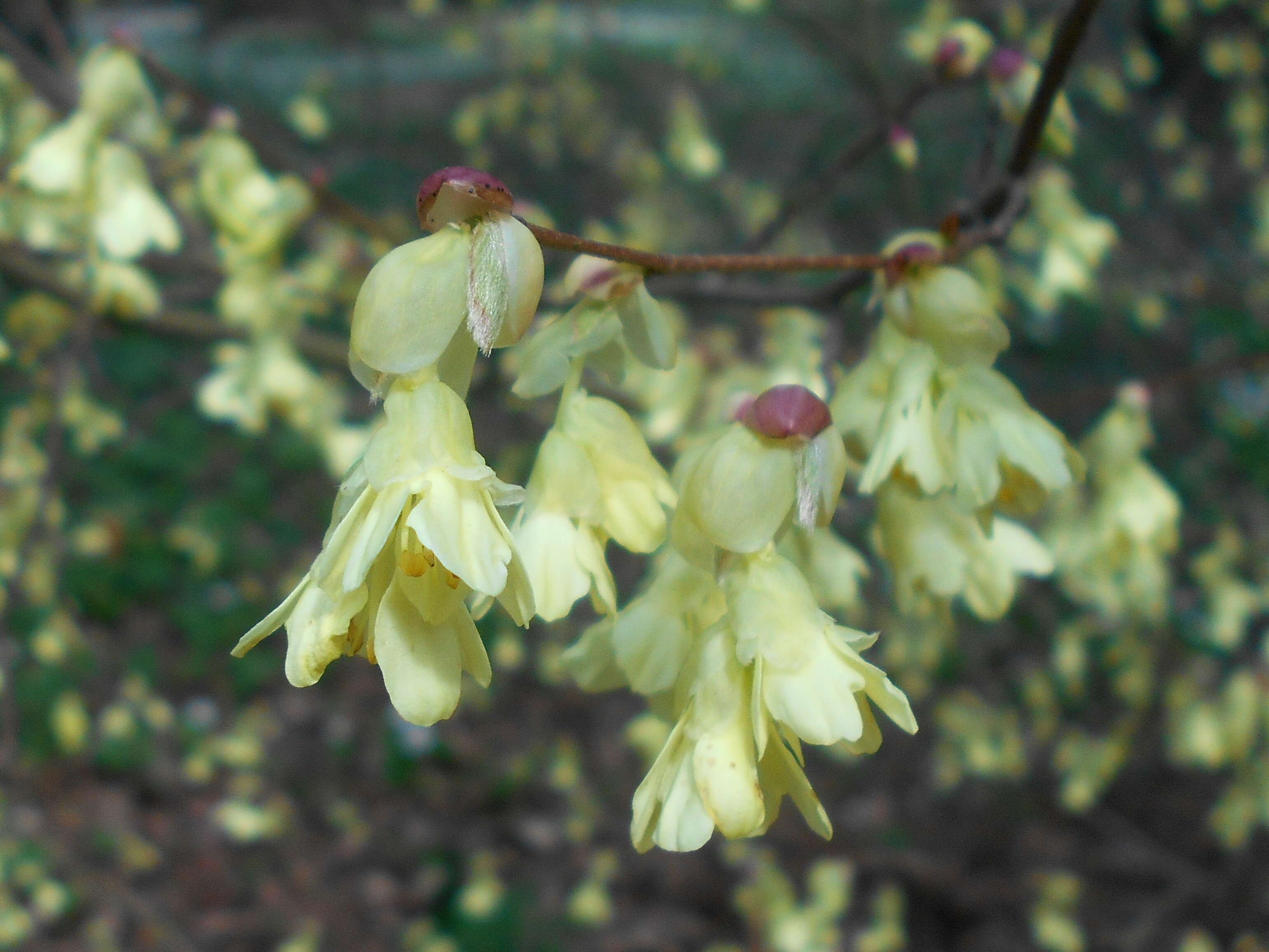 Image of Buttercup winter-hazel