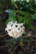 Image of long-leaved pimelea