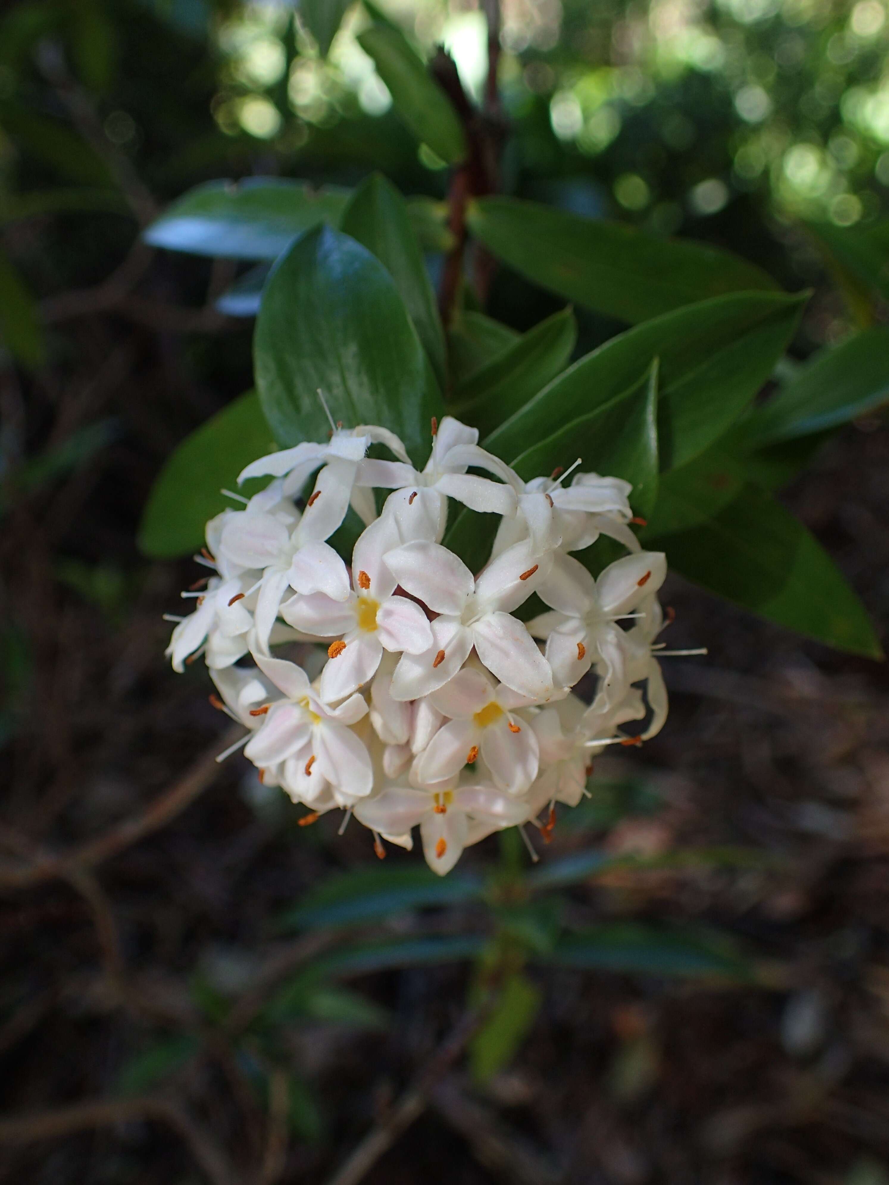 Image of long-leaved pimelea