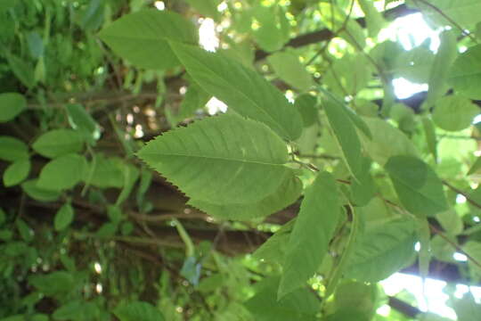 Imagem de Amelanchier arborea (Michx. fil.) Fern.