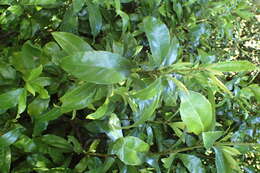 Image of Shrubby honeysuckle