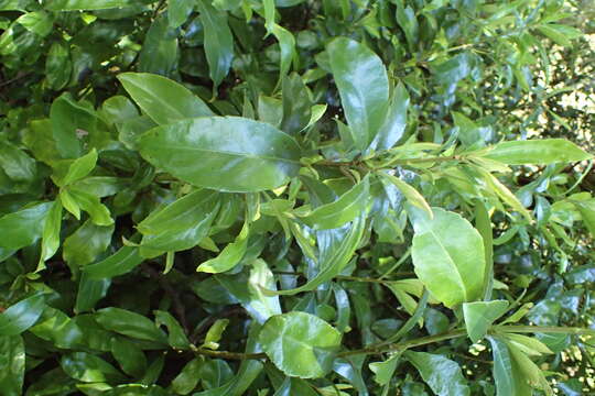 Image of Shrubby honeysuckle