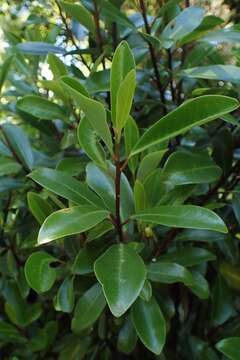 Image of Pseudowintera axillaris (J. R. & G. Forst.) Dandy