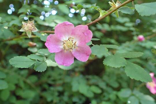 Imagem de Rosa gymnocarpa Nutt. ex Torr. & Gray