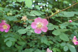 Imagem de Rosa gymnocarpa Nutt. ex Torr. & Gray