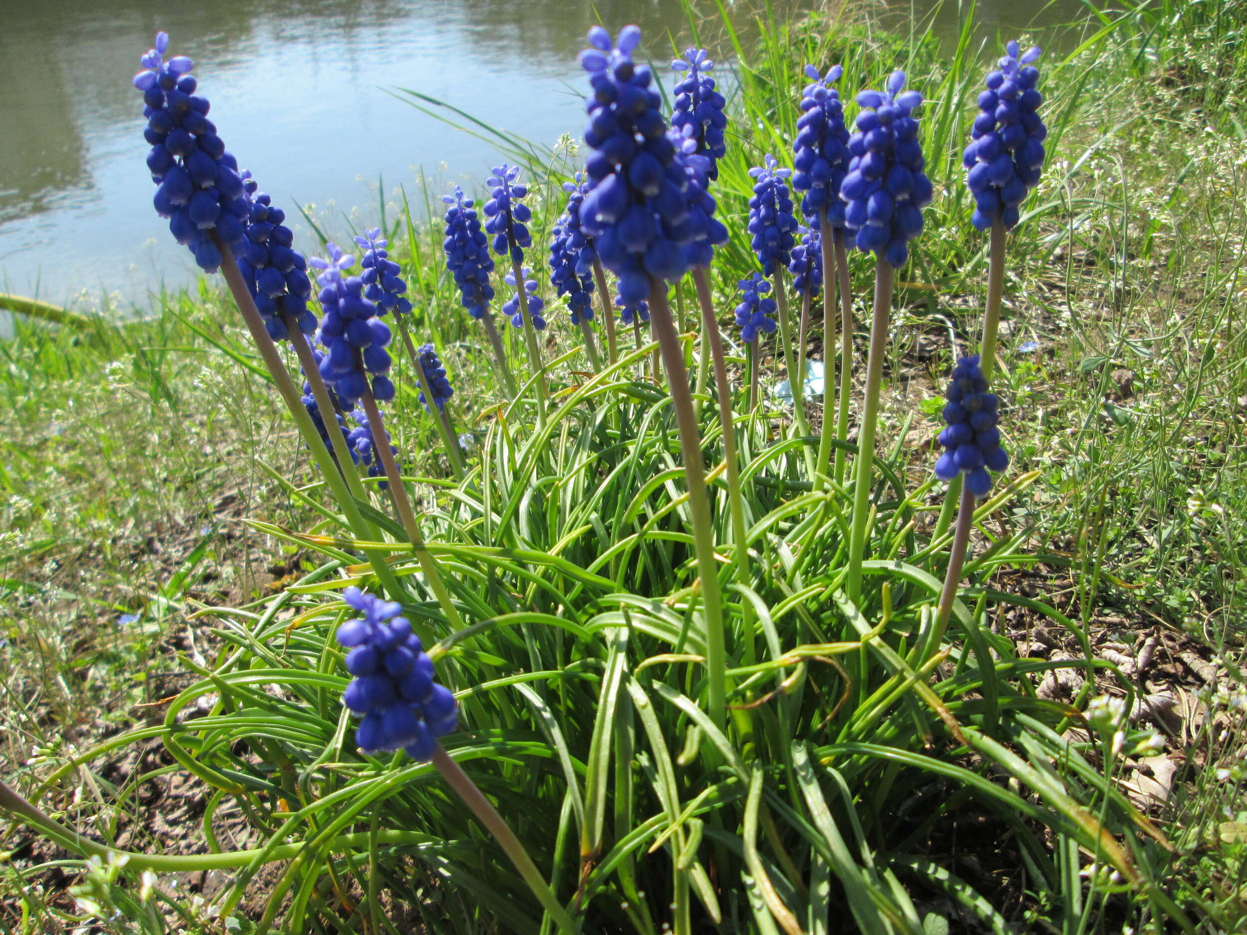 Imagem de Muscari armeniacum H. J. Veitch