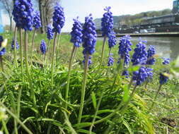 Imagem de Muscari armeniacum H. J. Veitch