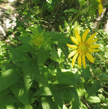 Image of roughstem rosinweed