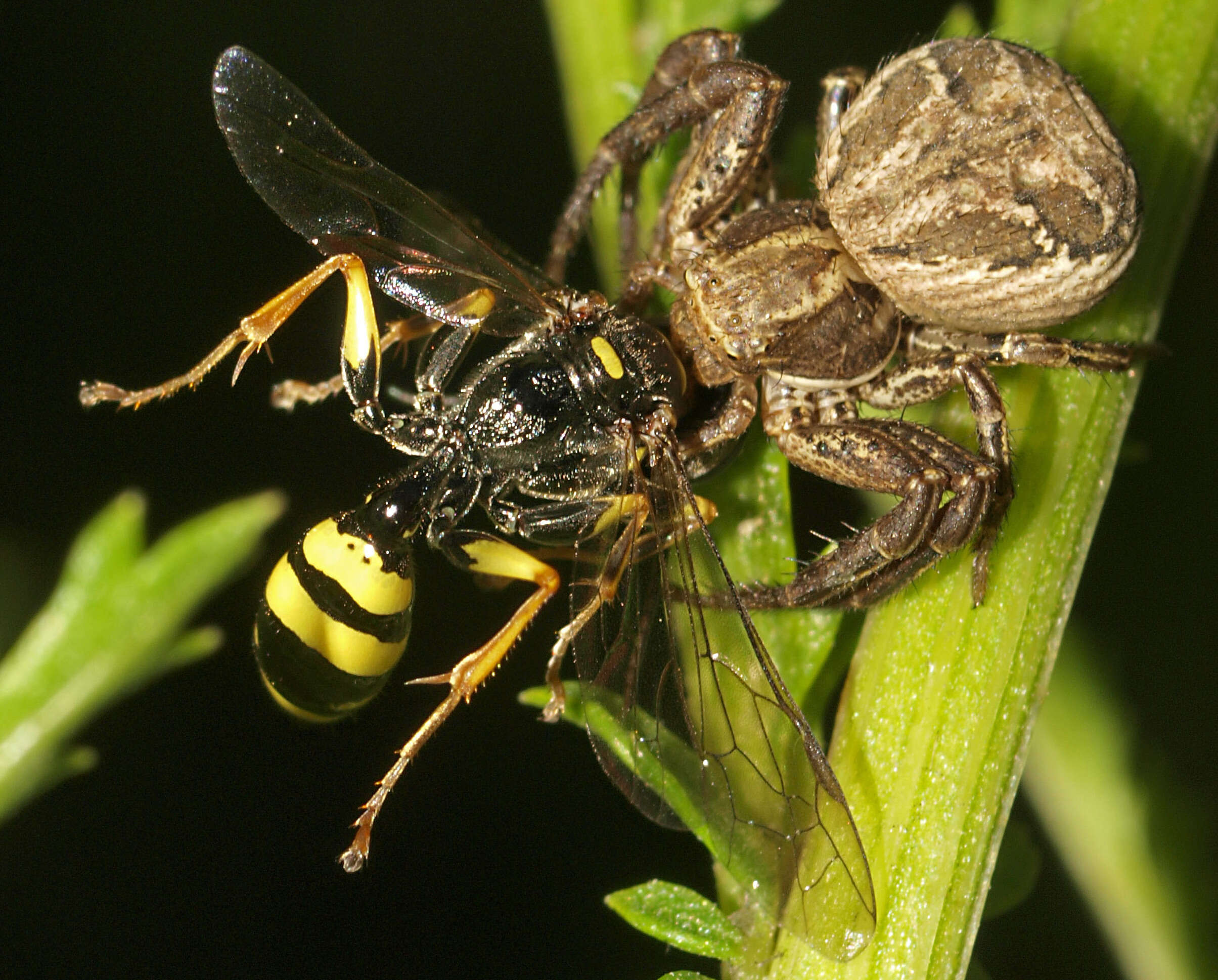 Image of Mellinus arvensis (Linnaeus 1758)