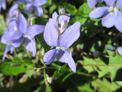 Image of common dog-violet