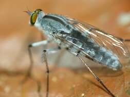 Image of stiletto flies