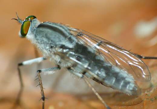 Image of stiletto flies