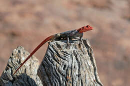 Слика од Agama planiceps Peters 1862