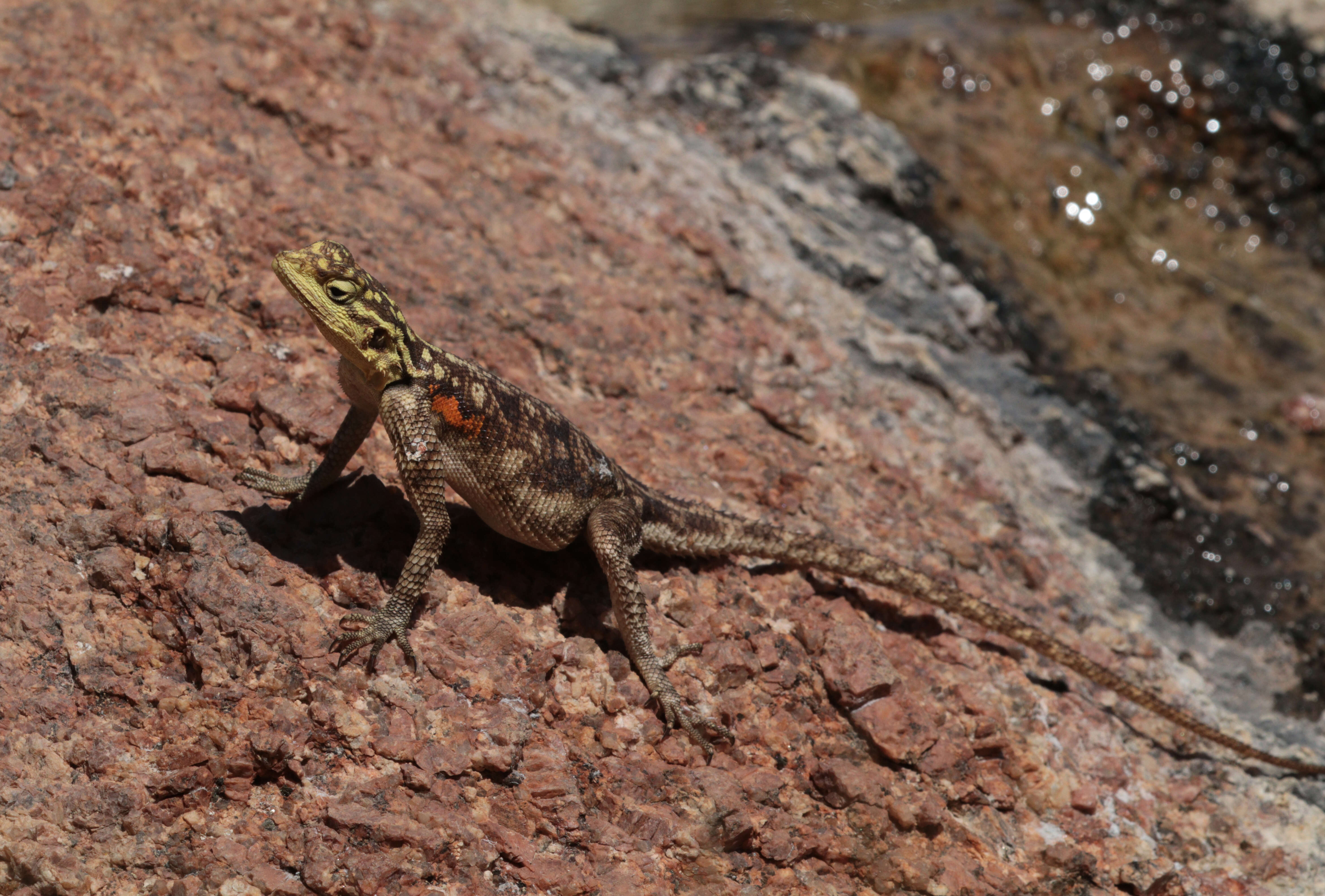 Image of Namib Rock Agama