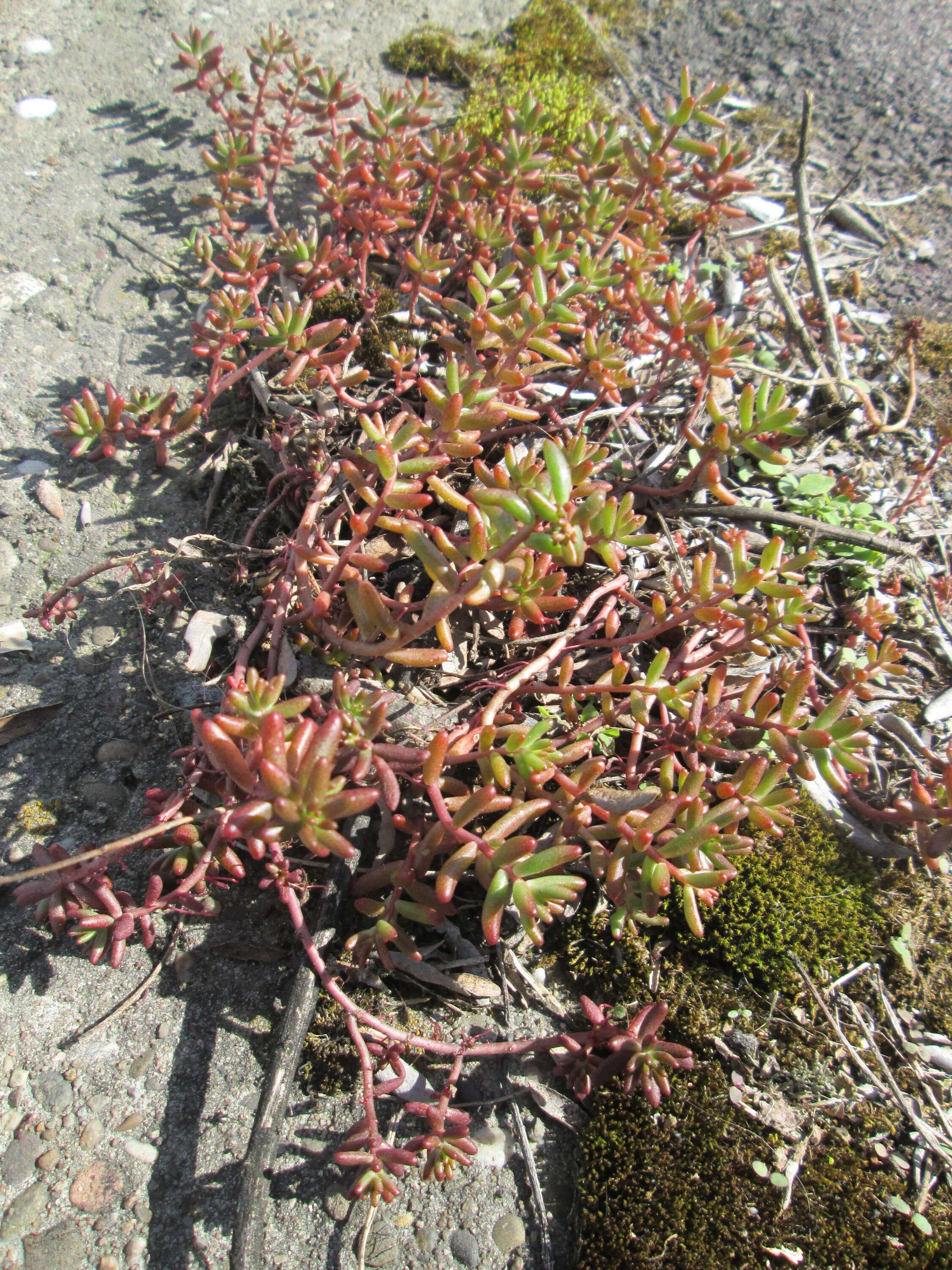 Image of White Stonecrop