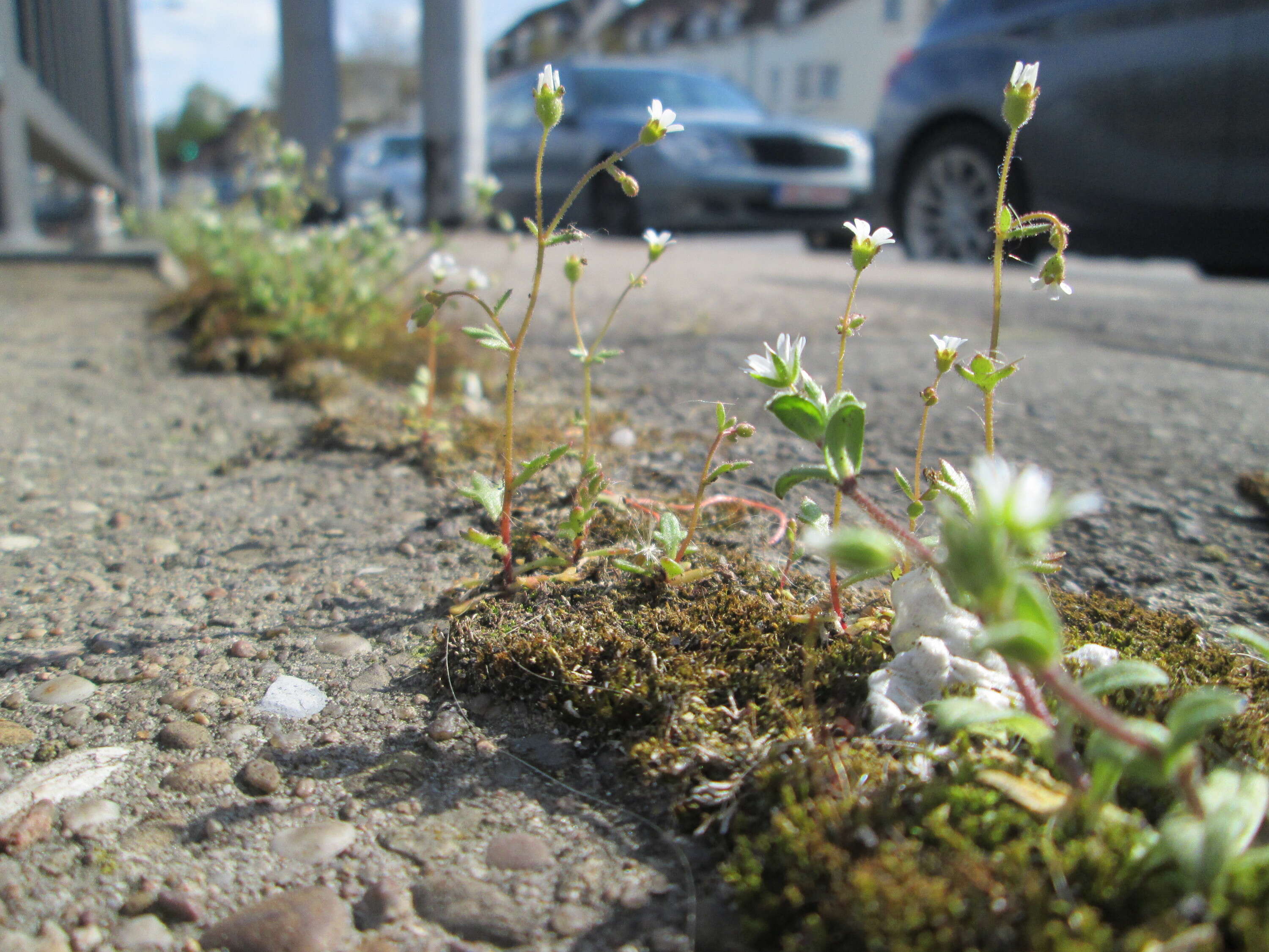 Image of nailwort