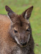 Image of Bennett's Wallaby