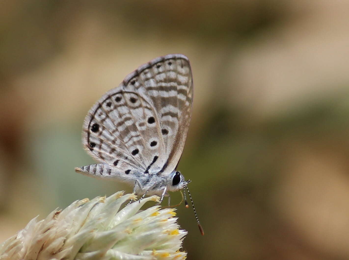 Image of African babul blue