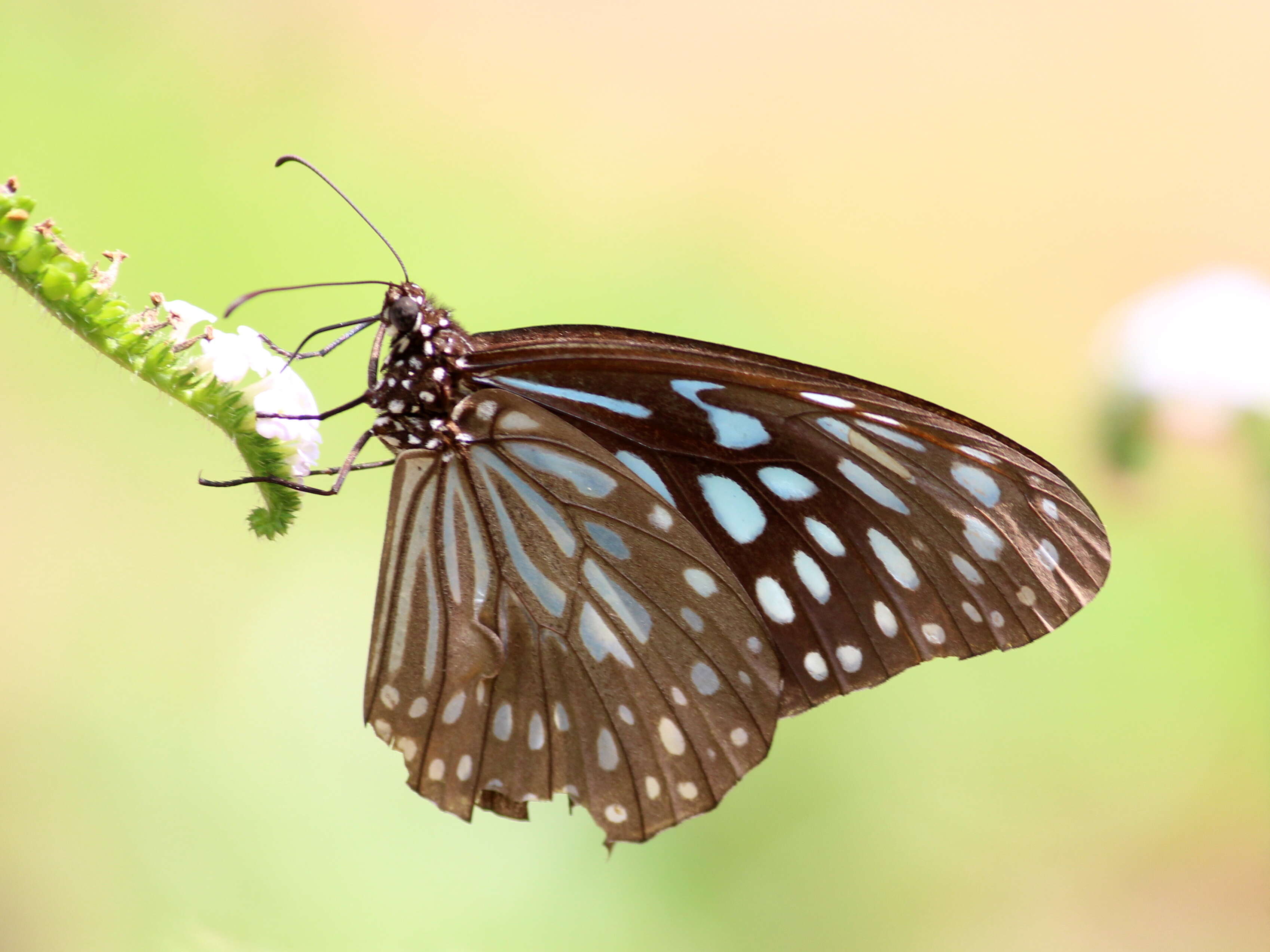 Image of Tirumala septentrionis