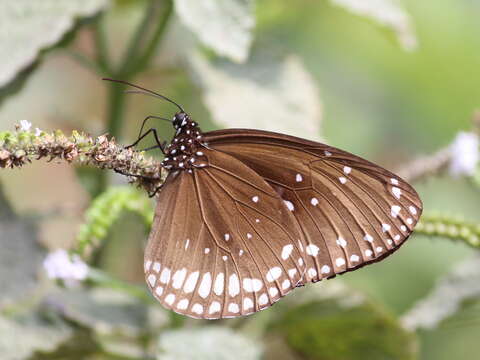 Image of Euploea sylvester Fabricius 1793