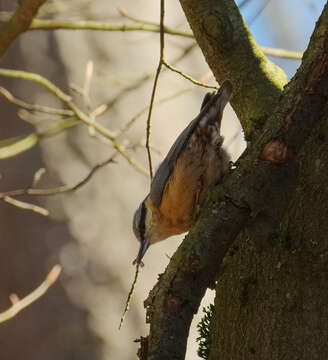 Image of Eurasian Nuthatch