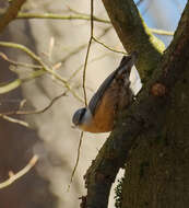 Image of Eurasian Nuthatch